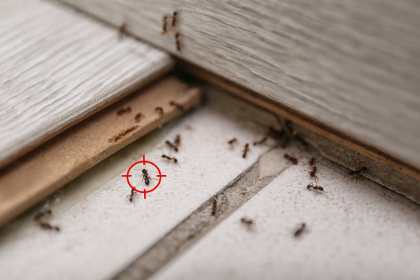 Best Termite Control Services  in Desert Edge, CA