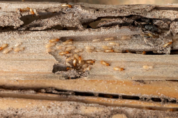 Best Pest Inspection Near Me  in Desert Edge, CA