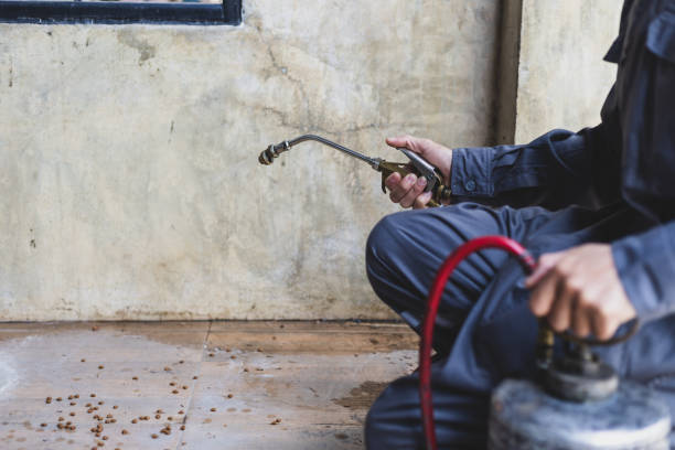 Best Rat Extermination Near Me  in Desert Edge, CA